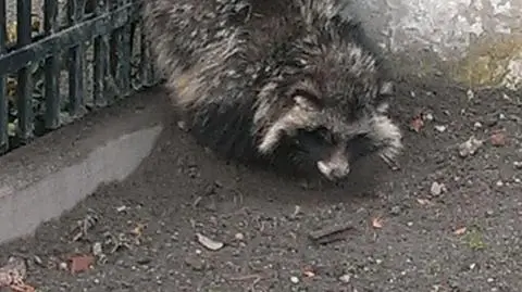 Szop zaklinował się w płocie