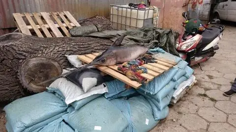 Ryba miała ponad 2 metry długości