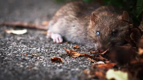 Mieszkańcy twierdzą, że na osiedlu można czasem spotkać szczury