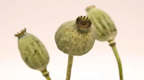 Afgańskie opium zasila talibów