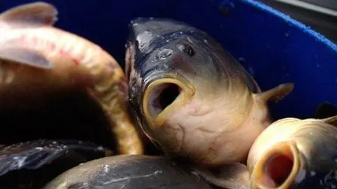 Złodzieje ukradli 70 kilo karpi