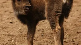 Pracownicy zoo jeszcze nie wiedzą, jakiej płci jest żubrzątko