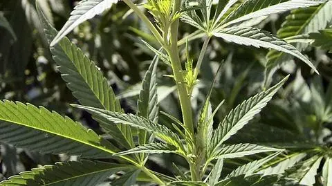 Czesi będą leczyć się marihuaną