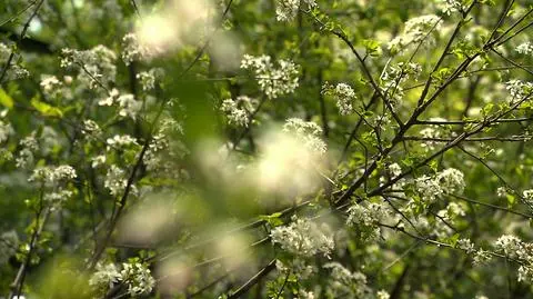 Spring is in full bloom in Poland. Although it&#039;s really beautiful outside, this period can be very tough for people with allergies