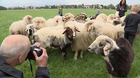 Owce "wprowadziły się" na Błonia