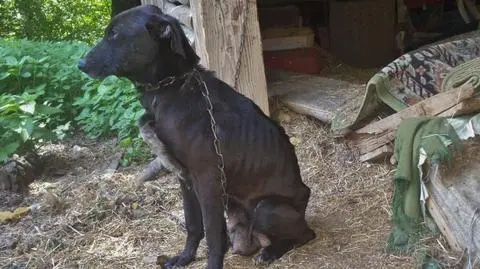 Wycieńczone, zagłodzone psy w Pisarzowicach. Sprawa w prokuraturze 