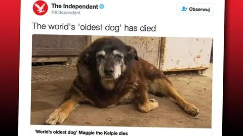 Zdechł najstarszy pies świata. Miał ponad 200 ludzkich lat