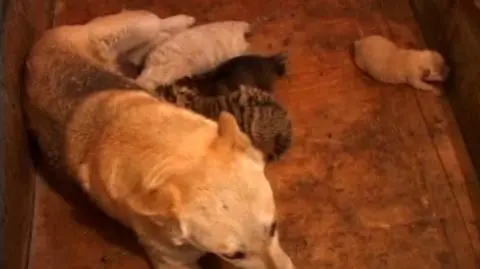 Pies najlepszym przyjacielem... tygrysa