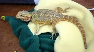 Egzotyczna jaszczurka została znaleziona w jednym z moteli