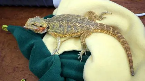 Kłodzko: agama brodata znaleziono w motelu