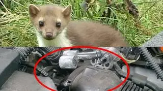 Na dole efekty pracy kuny