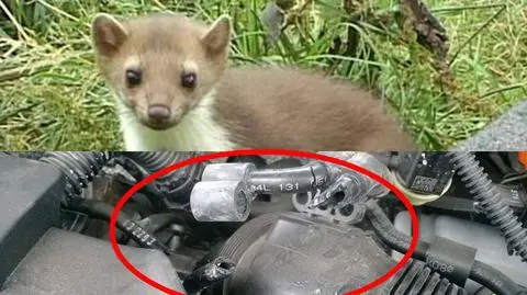 Kuna przegryza kable w łódzkich samochodach