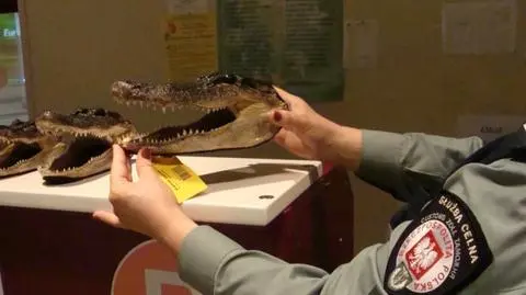 7 głów aligatorów w bagażu Polaka
