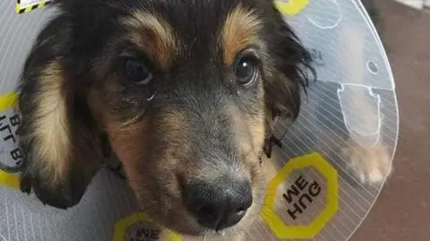 Ktoś podpalił kilkumiesięcznego szczeniaka