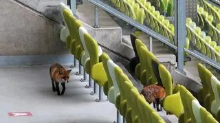 Lisy zwiedzające PGE Arenę