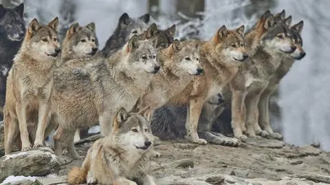 Gonił watahę wilków samochodem. Przyznał się, dostanie dwa mandaty
