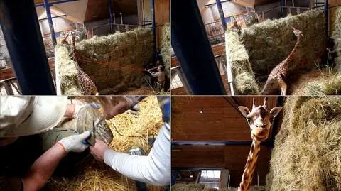 Niezwykły zabieg w opolskim zoo. Żyrafa pod narkozą