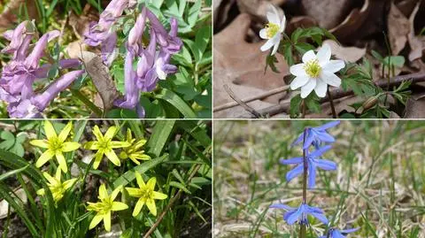 Wiosna w Słowińskim Parku Narodowym