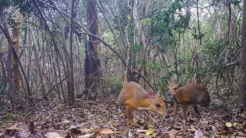 Zoo Wrocław pomogło odnaleźć kanczyle srebrnogrzbiete, gatunek uznany za wymarły