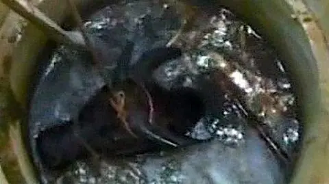 Wzięli go za rogi. Dosłownie