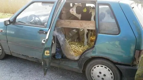 Jeden z cielaków przewożonych samochodem