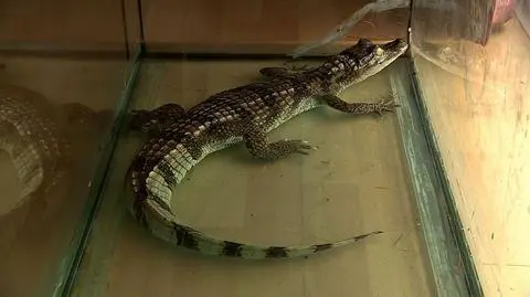 Wielki gad siedział w kartonie na ulicy