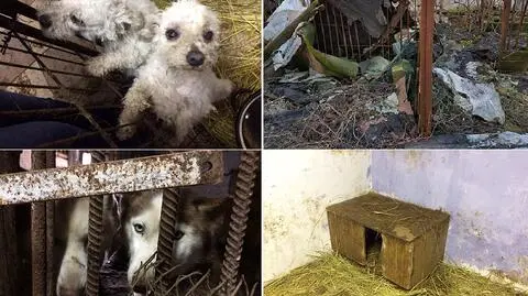 Dolny Śląsk: odebrali psy z hodowli. Przez brud, smród i zaniedbanie