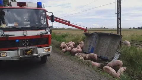 Świnie złapane, 
droga otwarta