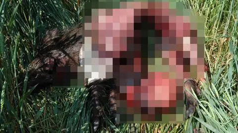 Wilki zagryzły dzika. „Nigdy nie atakowały tak blisko zabudowań”