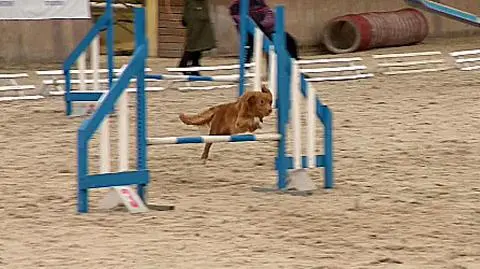 Wrocław: psy na Partynicach. Eliminacje do Mistrzostw Świata