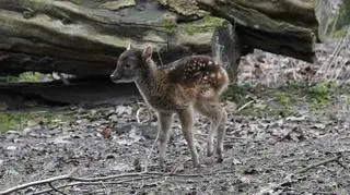 Widok samotnie biegającej Rollo to rzadkość
