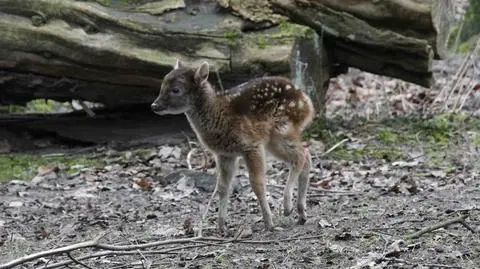 Rollo w Nowym Zoo w Poznaniu