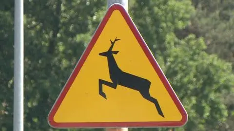 Zwierzęta na drogach