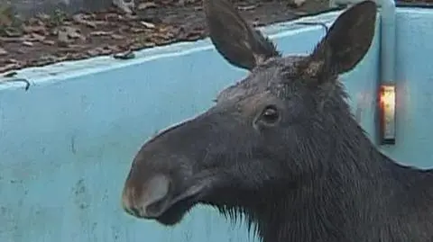 Nietypowy gość... w basenie