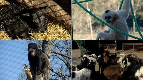 Wrocław: wiosna w zoo