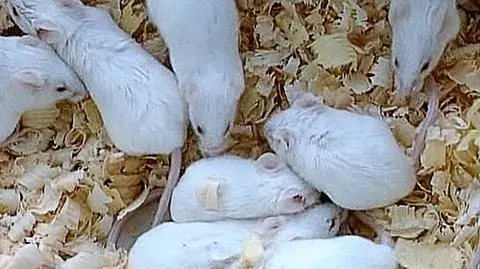 11 lat więzienia dla obrońców praw zwierząt