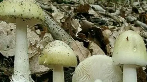 Zatruli się muchomorem. Czekają na przeszczep wątroby