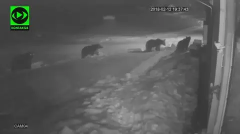 Trochę się pobawiły, na pamiątkę wzięły śmieci. Niedźwiedzie spłoszył pies