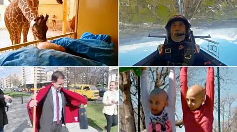 Pożegnalny pocałunek żyrafy podbił Wasze serca. Wybraliście wideo tygodnia