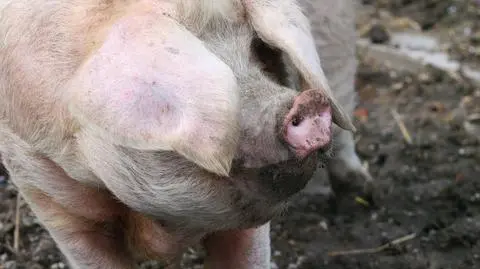 Groźna choroba trzody zagraża Polsce. "Nie można się zabezpieczyć, można minimalizować straty" 