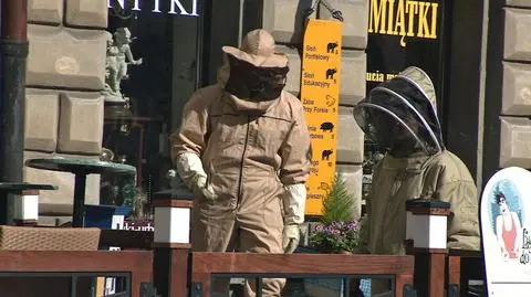 Na Starym Rynku zagnieździły się pszczoły 