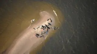 Foki coraz częściej odwiedzają wybrzeże