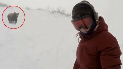 Niedźwiedź goni snowboardzistkę. Internauci: to fałsz