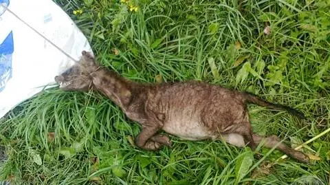 "Białoruska Chupacabra". Tajemnica mutanta rozwiązana?