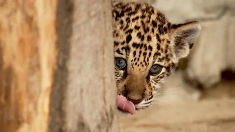 Małe jaguary przyszły na świat w krakowskim zoo