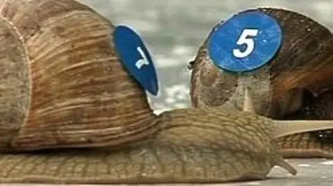 Ślimacze Mistrzostwa Polski