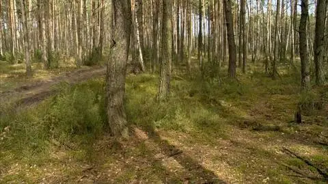Podlasie: wciągnęli 15-latkę do samochodu i wywieźli do lasu