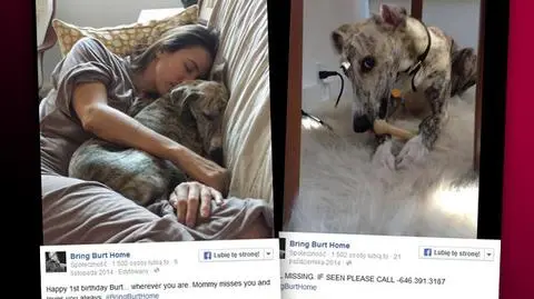 Burt zaginął w ubiegłym roku. Psa odnaleziono podczas burzy śnieżnej