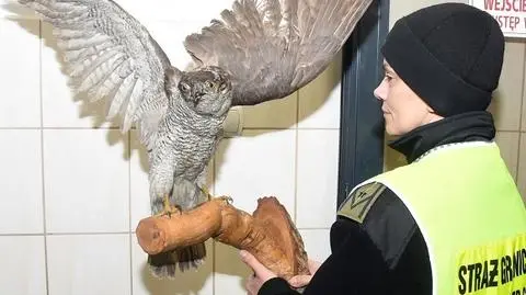 Wypchany jastrząb pozostał w Polsce