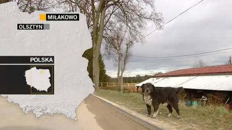 Miłaków. Radni chcieli, by psy musiały chodzić na smyczy. Sąd się sprzeciwił